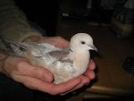 Pigeons and doves Bird Beak Rock dove Hand