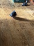 IMG_0736.jpeg