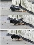 Pigeonpic.jpg