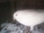 IMG_356989217310306.jpeg