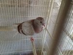 Bird Cage Beak Pigeons and doves Animal shelter