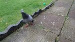Beaky 4_1476453980907.JPG