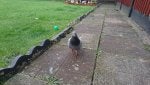 Beaky 1_1476454015423.JPG