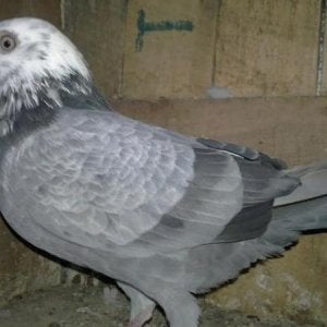 1314297211 167612241 12 HIGH FLYING PIGEONS FOR SALE CAN BE USED FOR HIGH FLYING COMPETITIONS